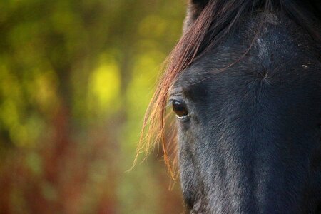 Mare thoroughbred arabian horse head