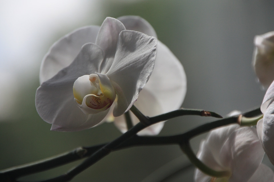 Bloom flower plant white
