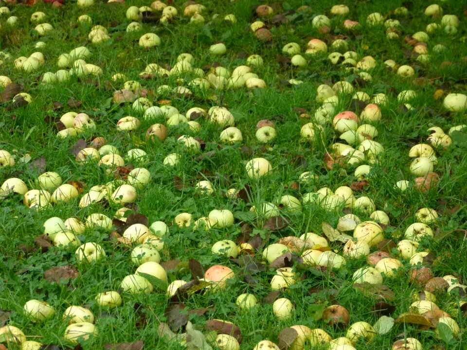 Windfall meadow fruit
