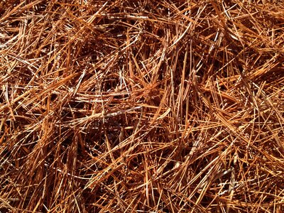 Pine forest leaves