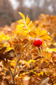 Yellow leaf frozen