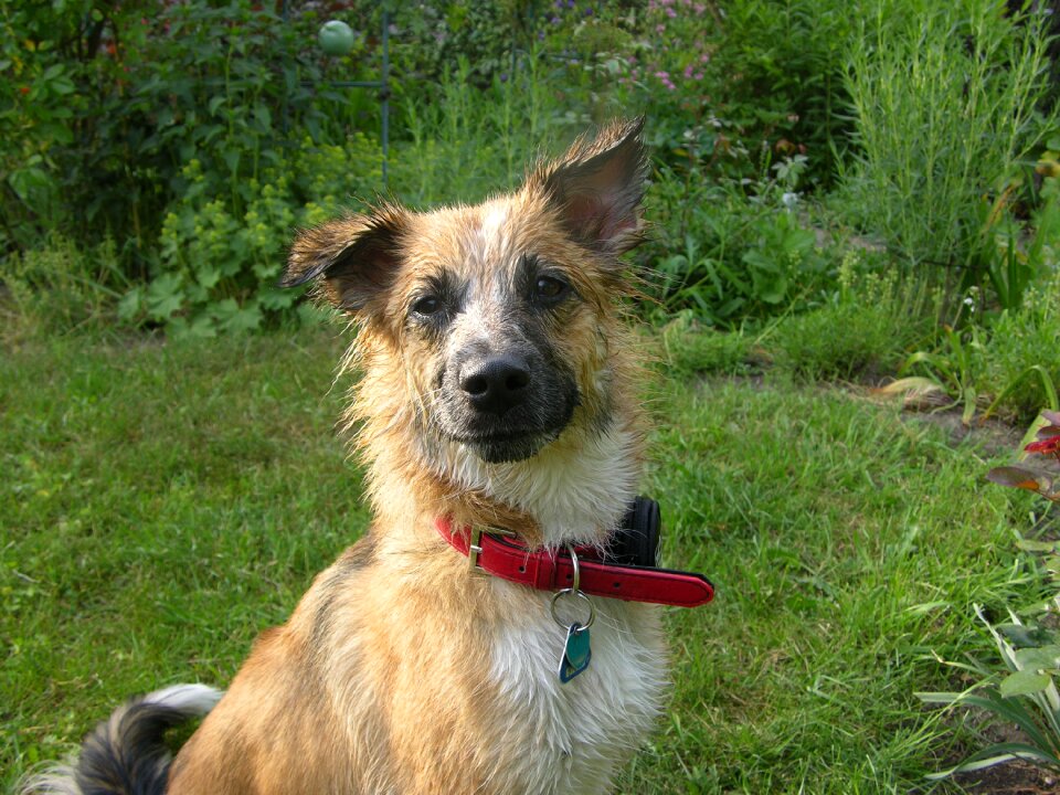 Wet fur summer garden