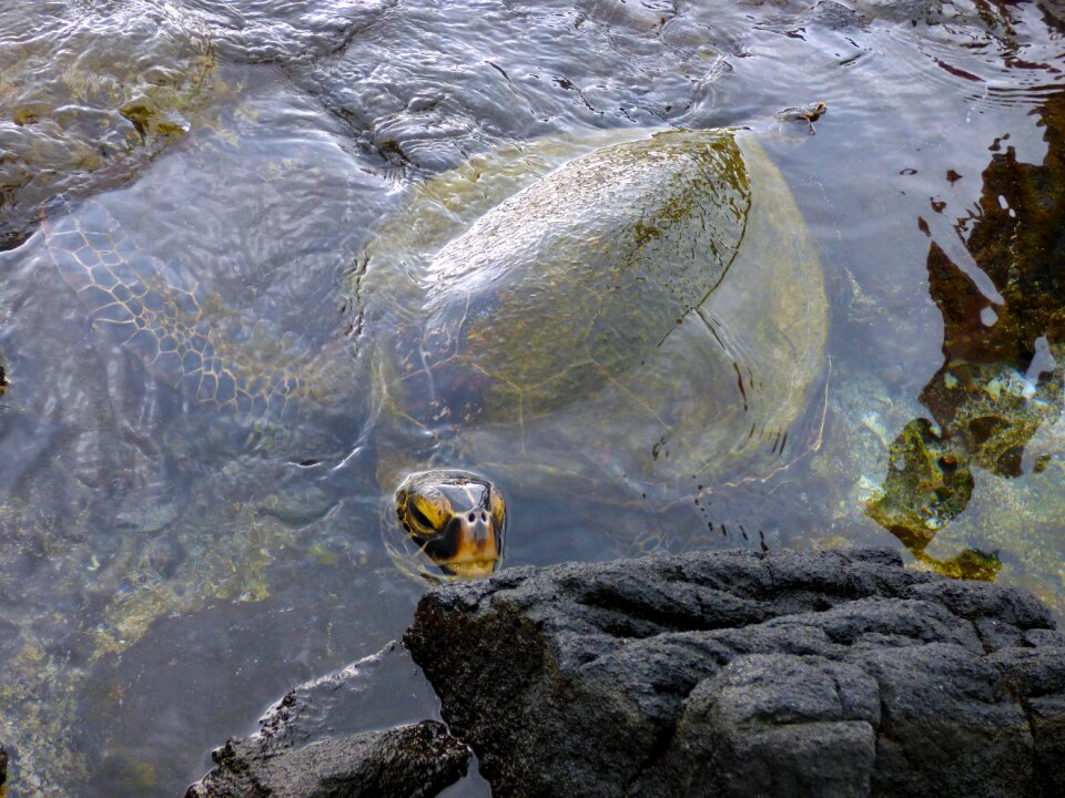 Turtle tropical beach