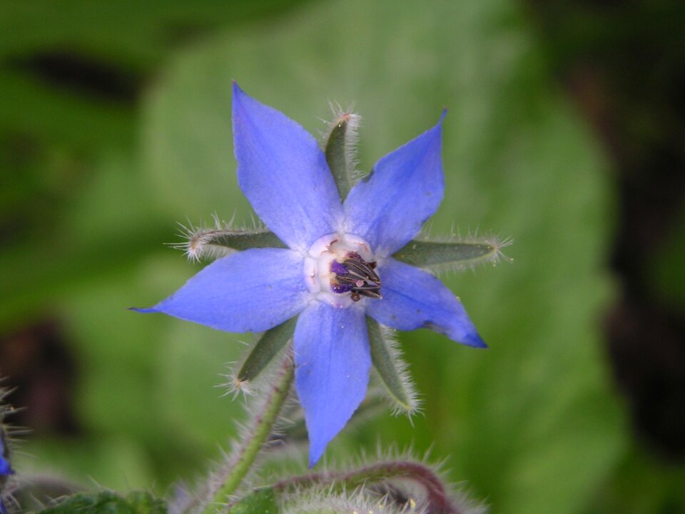 Nature in the free flower
