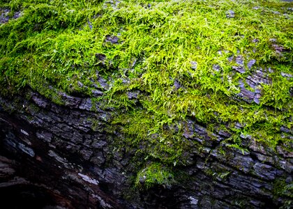 Spring nature wood photo