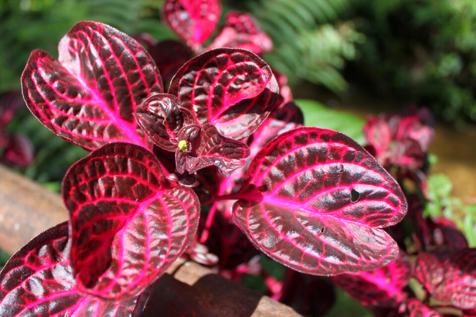 Nature autumn leaves beefsteak plant
