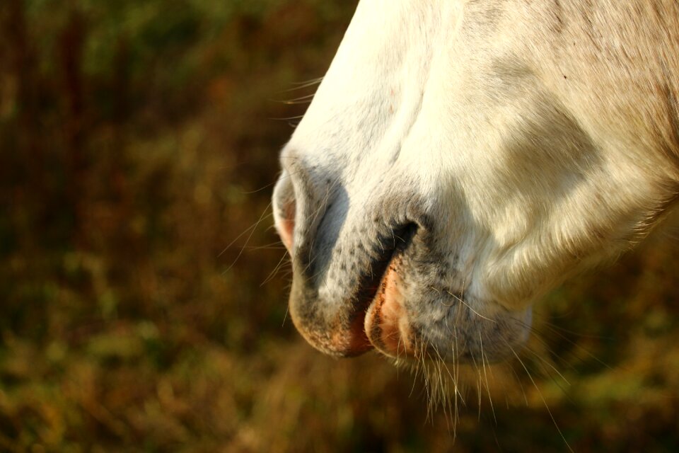 Foot snout nostrils