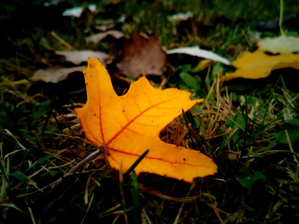 Dry leaf yellow nature photo