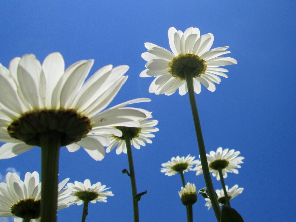 Flowers summer