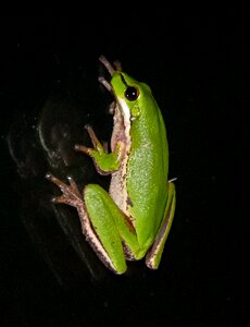 Green tiny reflection