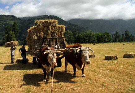 Farmer agriculture farm photo