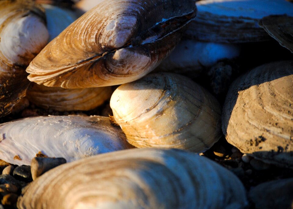 Food marine nature