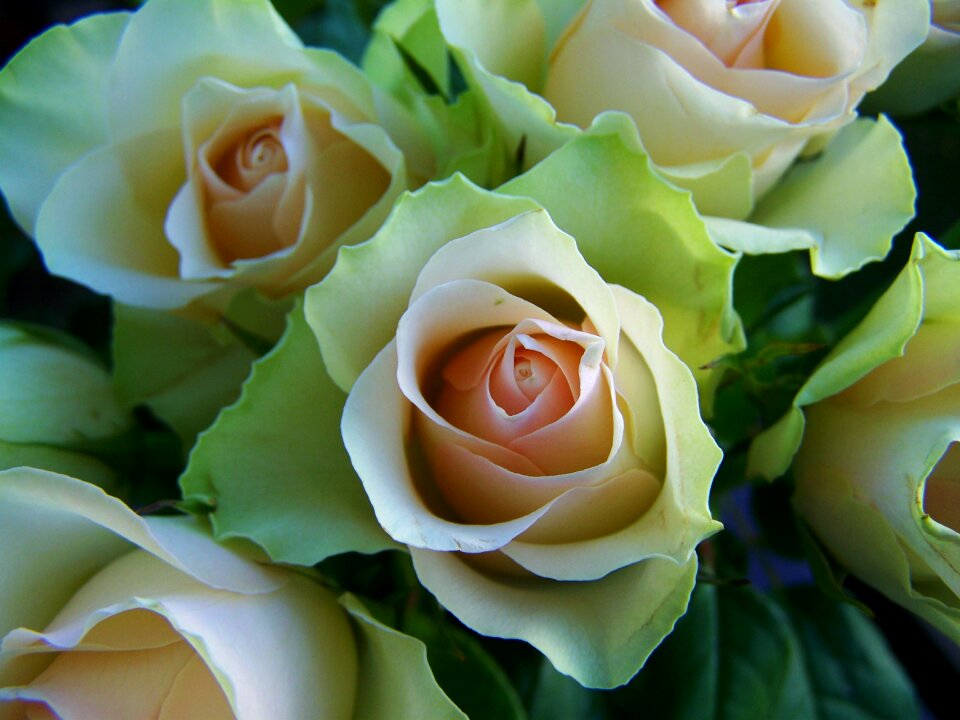 Rose bouquet white-pink cut flower