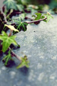 Fouling plant old