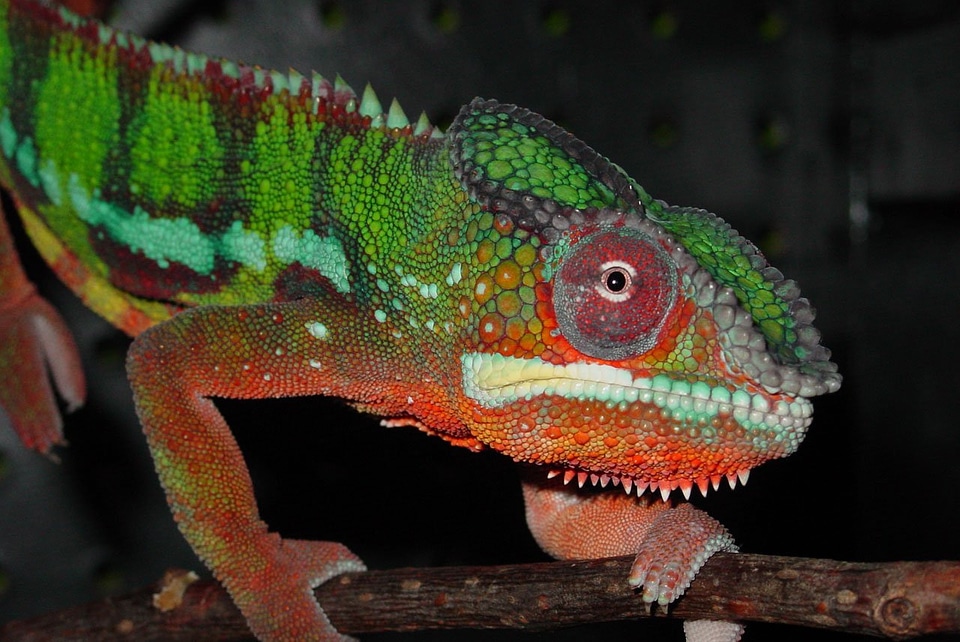 Reptile male panther