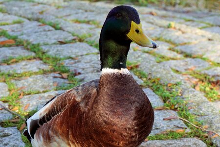 Poultry bird water bird