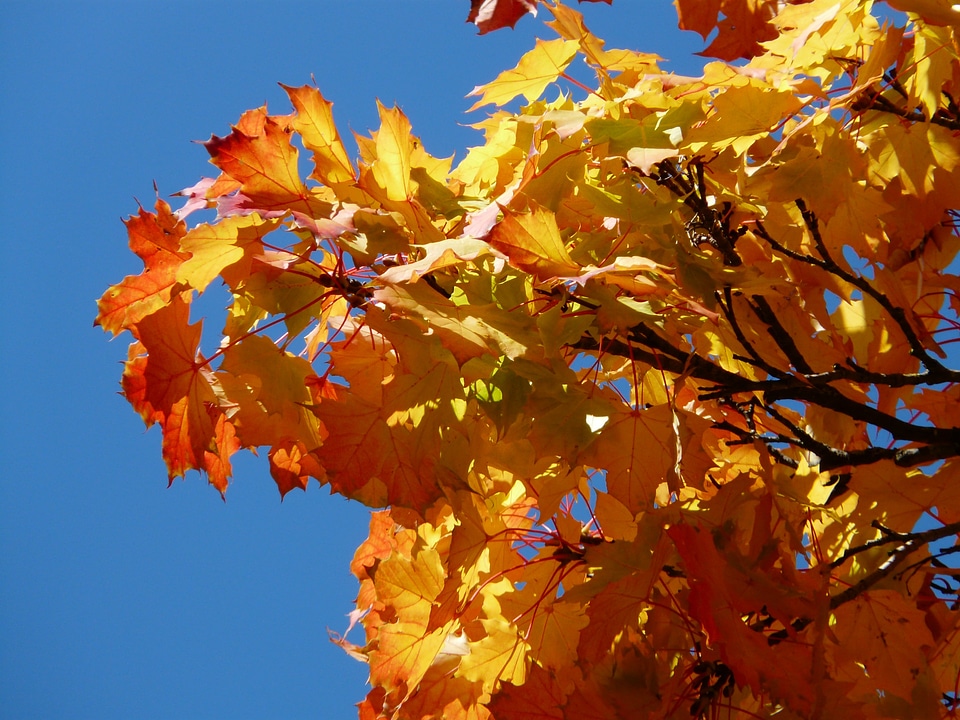 Leaves fall foliage autumn photo