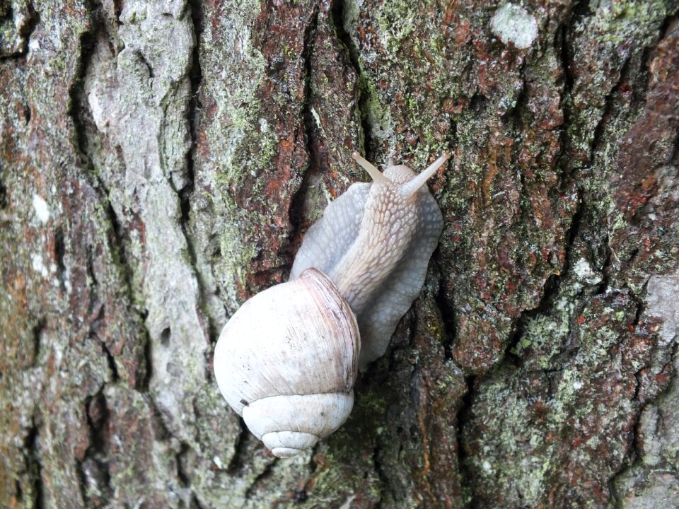 Nature snail garden