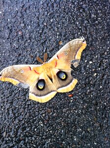 Wings blue butterfly