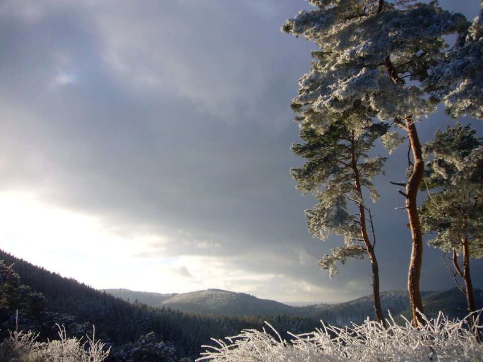 Nature mogning winter