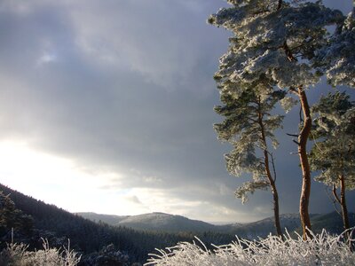 Nature mogning winter photo