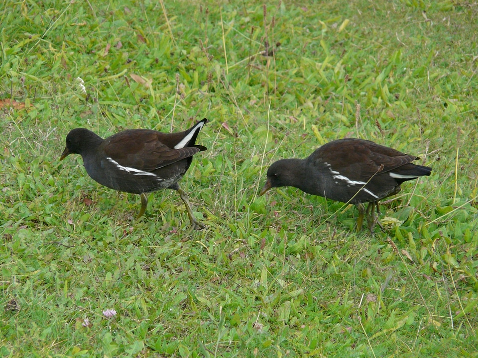 Gallinula chloropus common moorhen rail bird