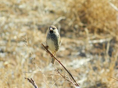 Bush sparrow wild male sparrow photo