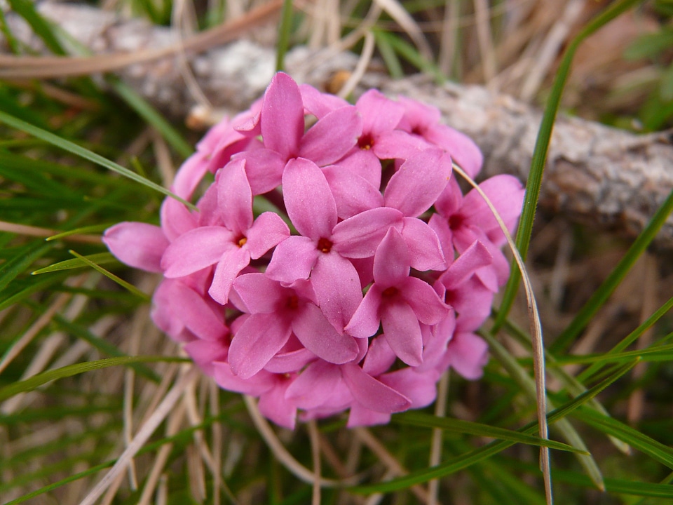 Flower plant mountain flower