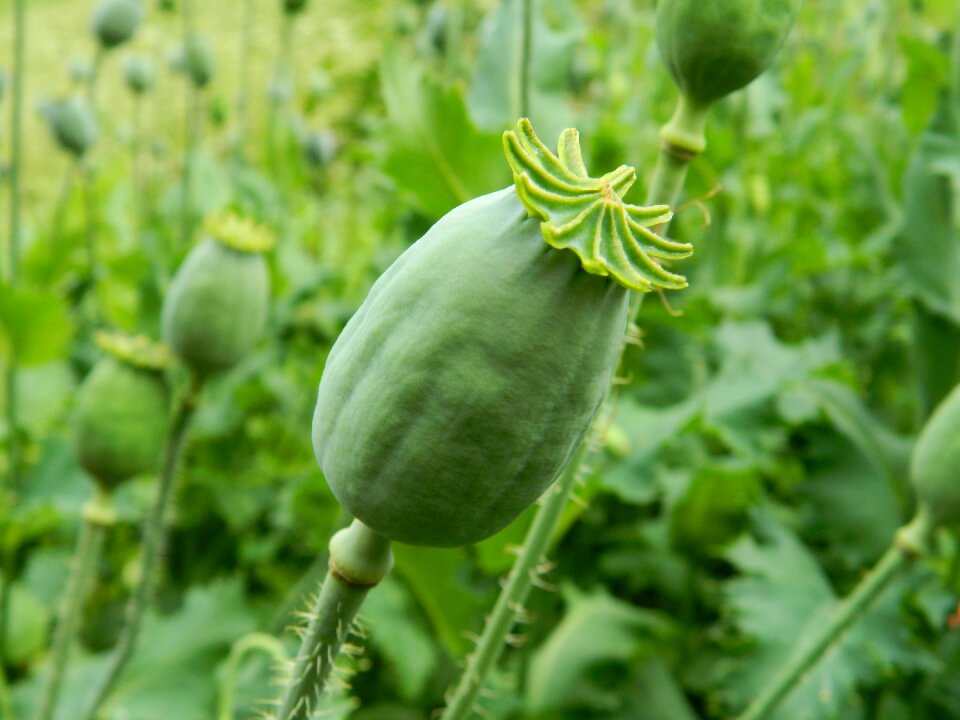Makovica poppy green