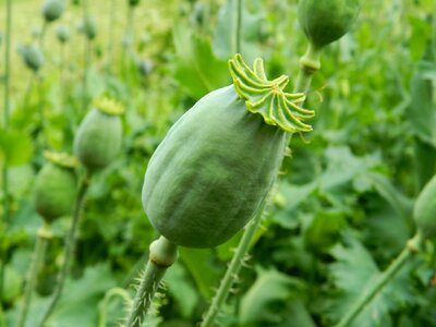 Makovica poppy green