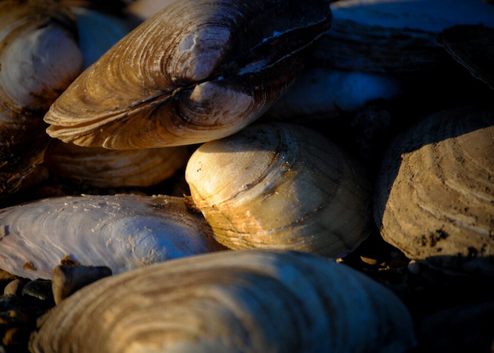 Shellfish food marine