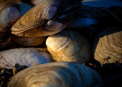 Shellfish food marine