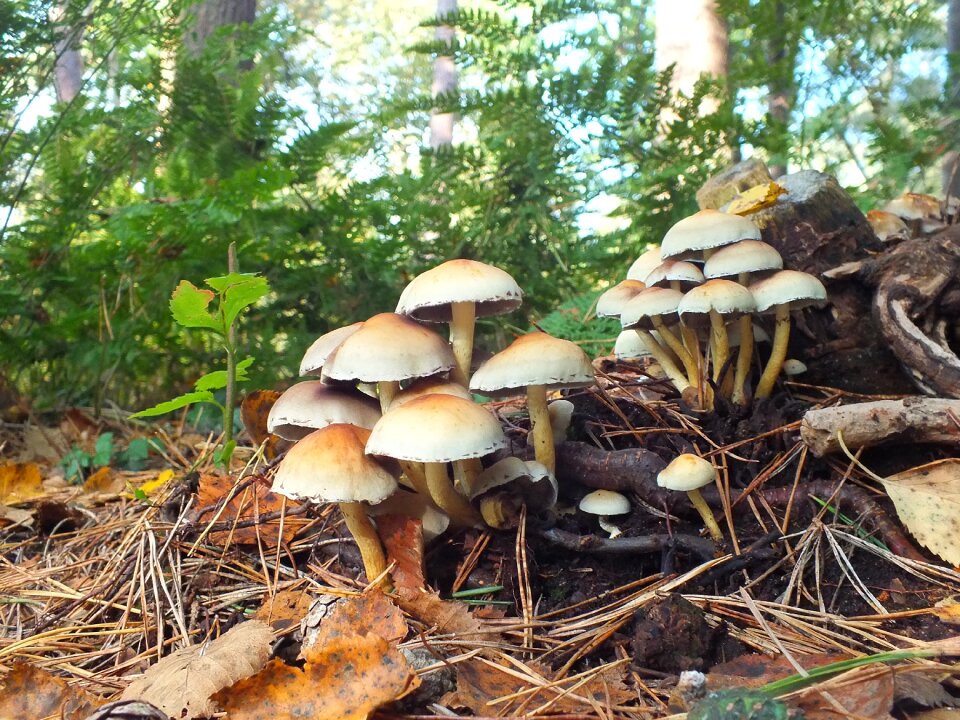 Forest nature mushroom