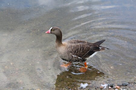 Animal anser erythropus