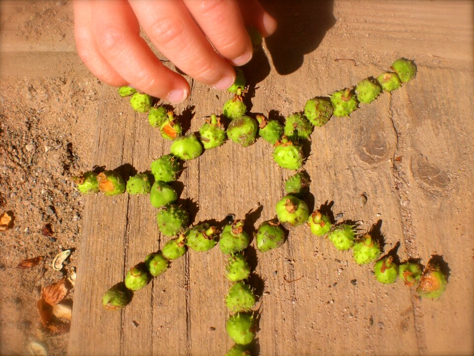 Collect gather chestnuts chestnut