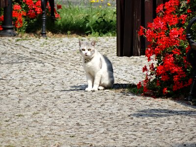 Charming a normal cat domestic cat photo