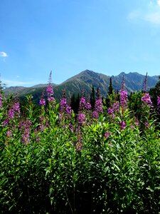 Hala gąsienicowa vegetation the national park