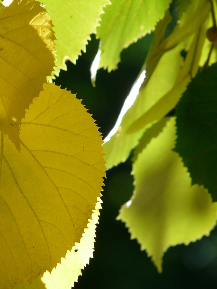 Edge smart leaf margin