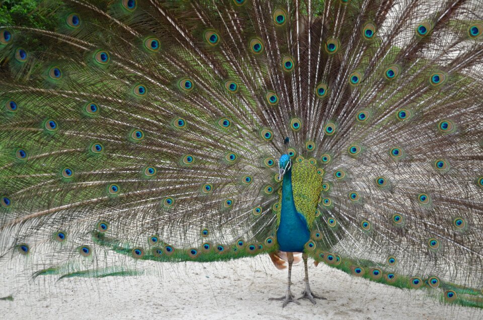 The male peacock feather peacock feathers