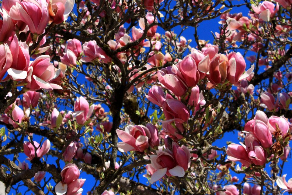 Flowers tree bloom