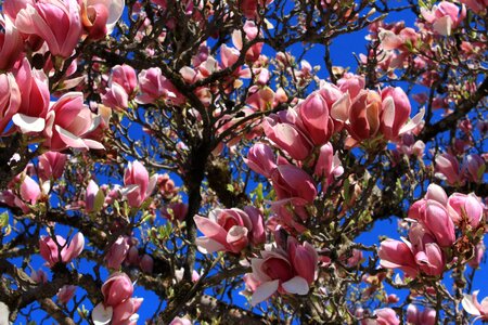 Flowers tree bloom