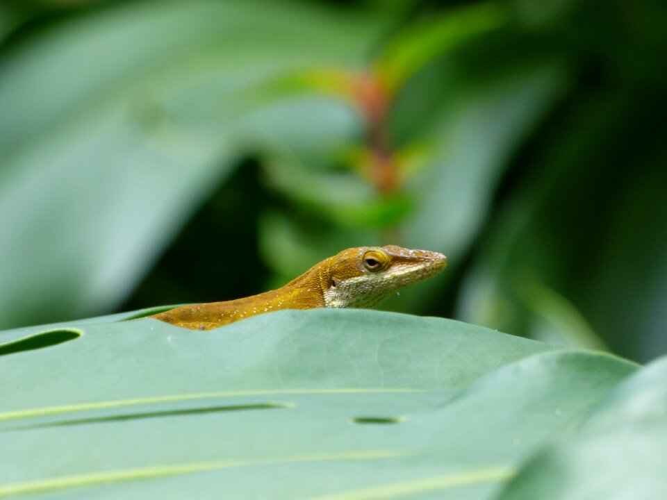Nature reptile green