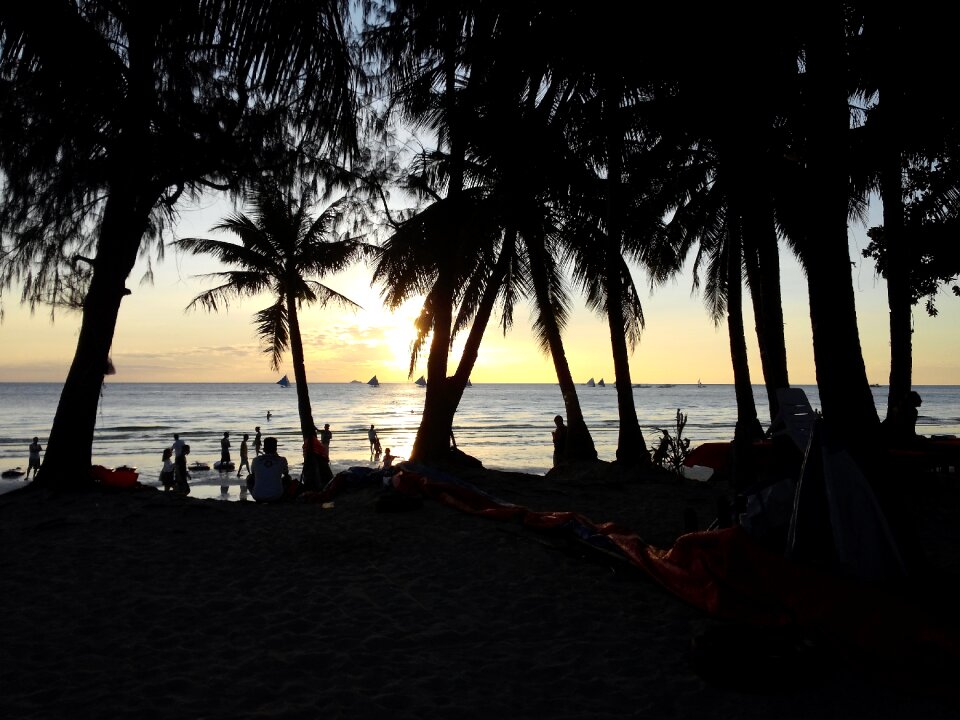 Travel palm tree nature