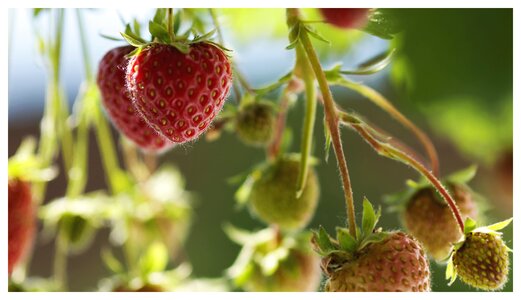 Strawberries fruit fruits photo