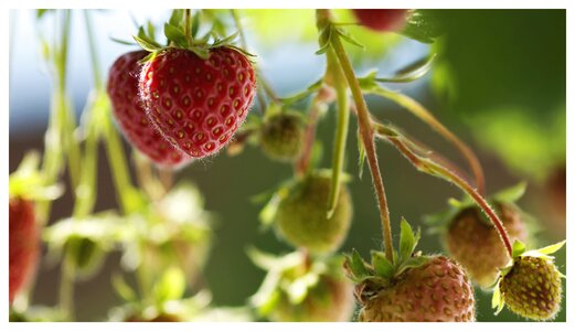 Strawberries fruit fruits