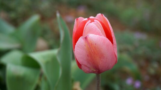 Pink tulip blooms photo