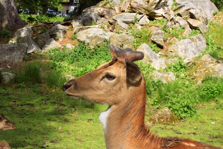 Roe deer nature wild photo