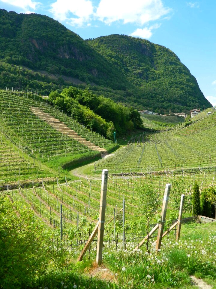 Grapes italy dolomites
