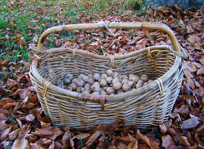 Basket wicker basket Free photos