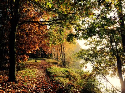 Forest lake landscape
